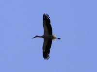 Storch