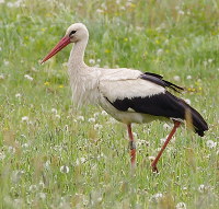 Storch