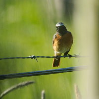 Gartenrotschwanz